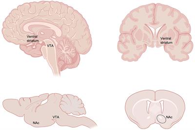 Impact of Early Life Stress on Reward Circuit Function and Regulation